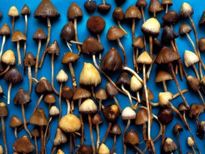 Magic_Mushroom_Collection-732x549-Thumbnail