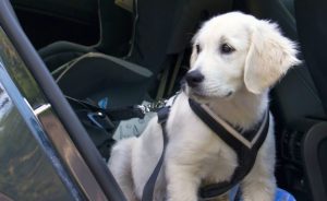 best-puppy-harnesses-850x520
