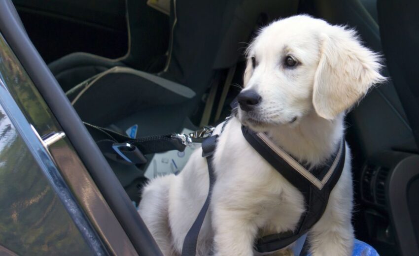 No Pull Harness: make sure it fits your dog properly