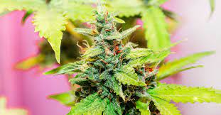 Choose our online dispensary for the best deals on your favorite cannabis strains
