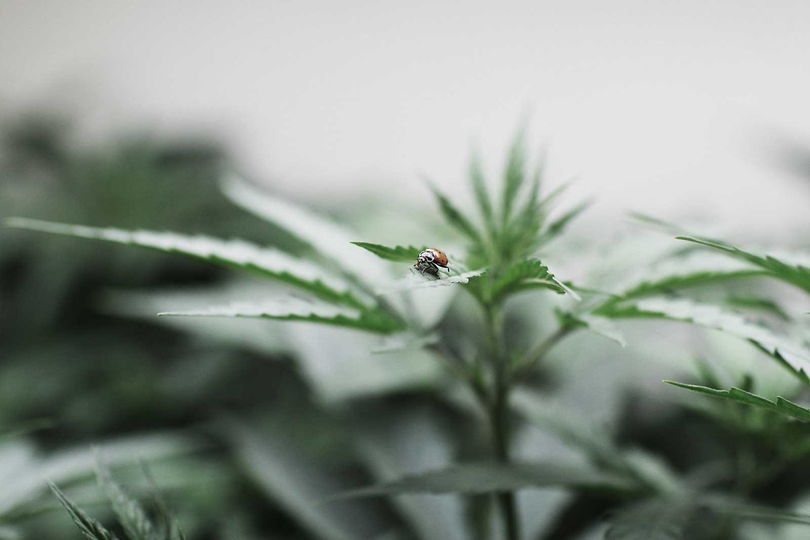 Grow Healthy Plants with Wholesale Cannabis Clones