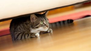 8 Alarming Cat Expressions Owners Should Watch Out For