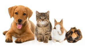 pets_big