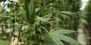 Your Guide to Finding Local Weed Stores