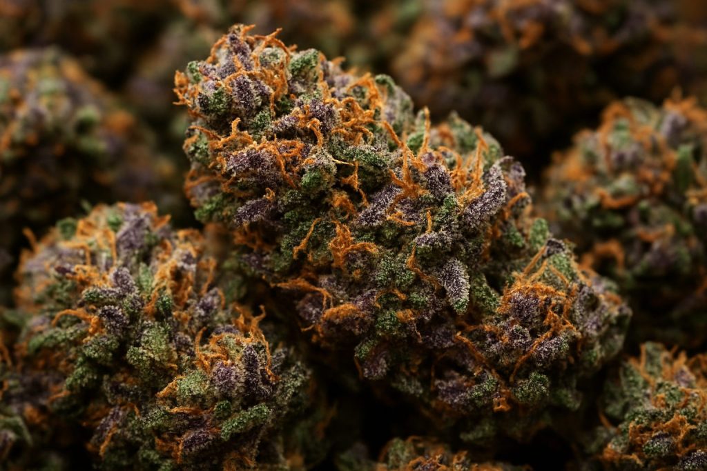 Close-up of indica cannabis buds showcasing purple hues and orange pistils