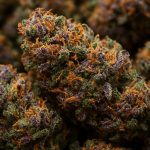 What Makes Indica Strains Interesting to Cannabis Shoppers