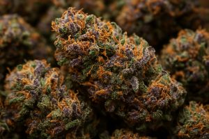 Close-up of indica cannabis buds showcasing purple hues and orange pistils